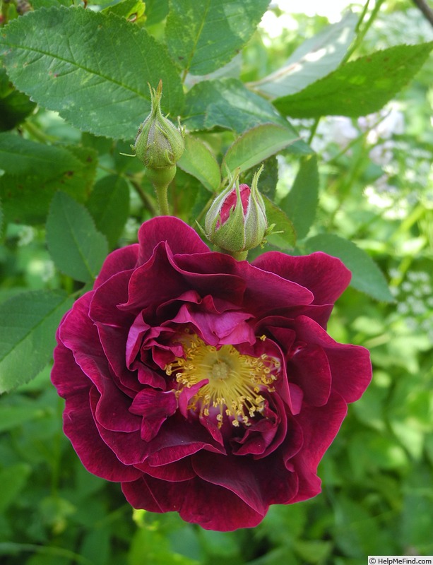 'Tuscany (Gallica, Unknown, before 1819)' rose photo