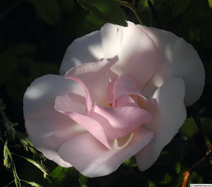 'Souvenir de St. Anne's' rose photo