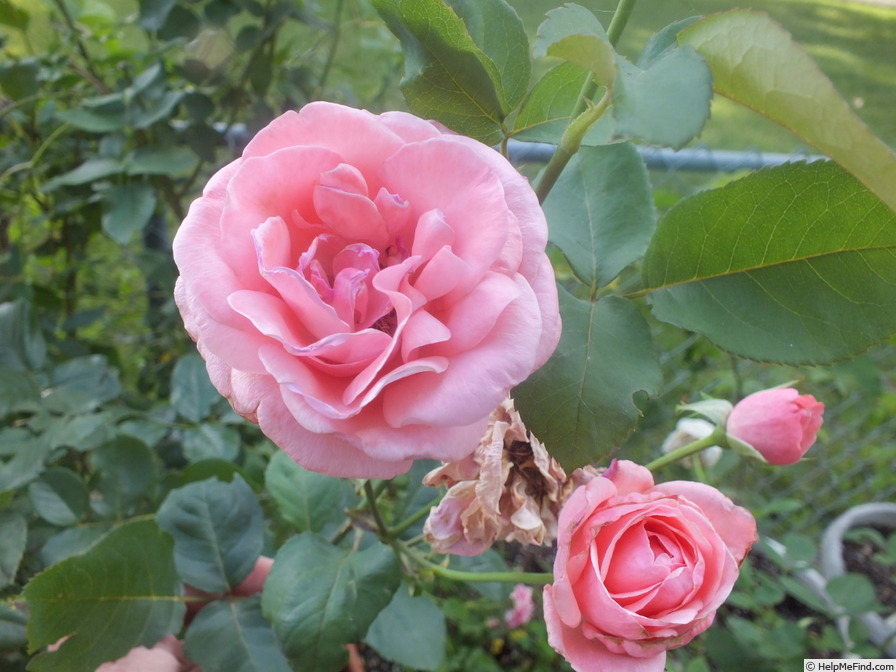 'Queen Elizabeth (Hybrid Tea, Lammerts before 1951)' rose photo