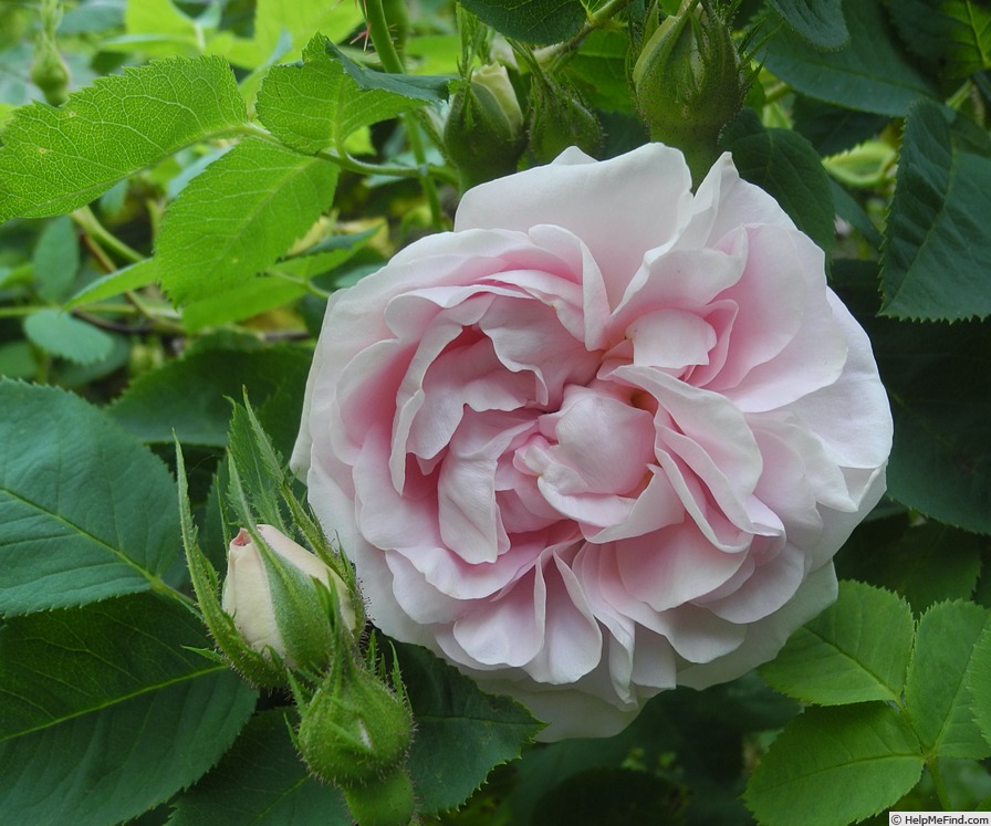 'Great Maiden's Blush' rose photo