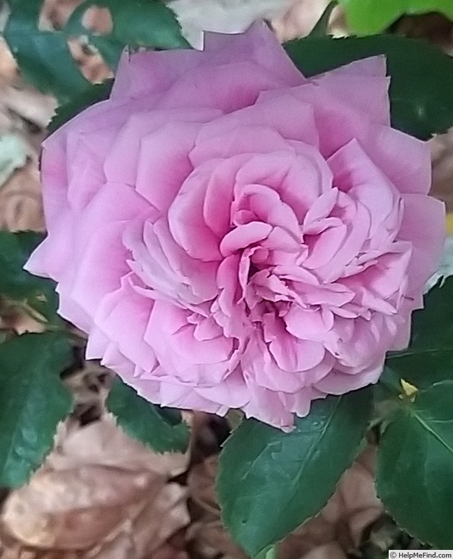 'Braithwaite' rose photo