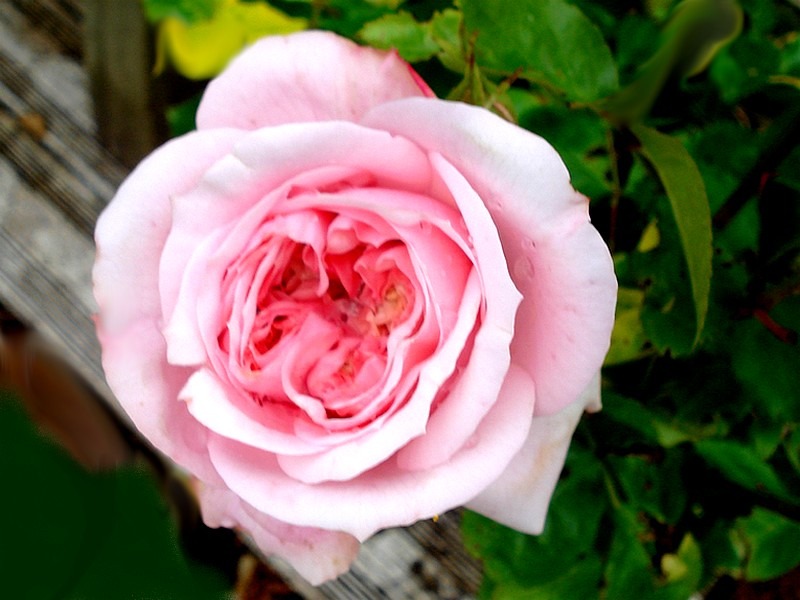 'Château Barbeyrolles ®' rose photo