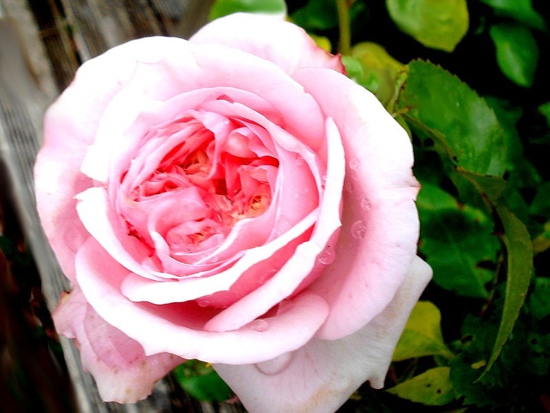 'Château Barbeyrolles ®' rose photo