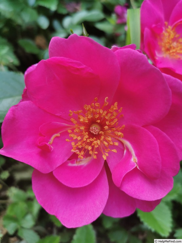 'Syra ®' rose photo