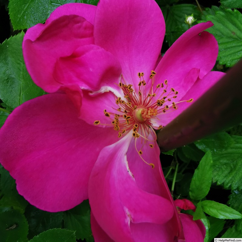 'Syra ®' rose photo