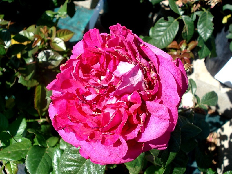 'Fée Magenta ®' rose photo