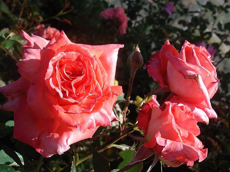 'Barni' rose photo