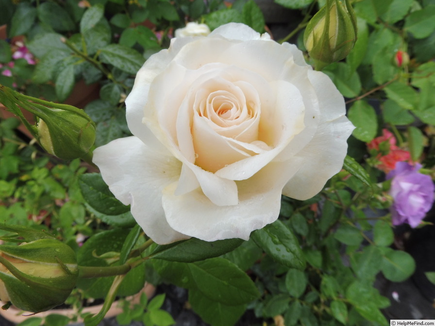 'Royal Diva™ Plant'n'relax®' rose photo