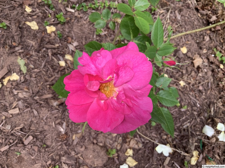 'Félix Leclerc' rose photo