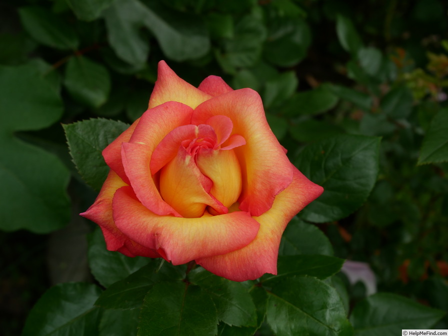 'Roberto Alagna ®' rose photo