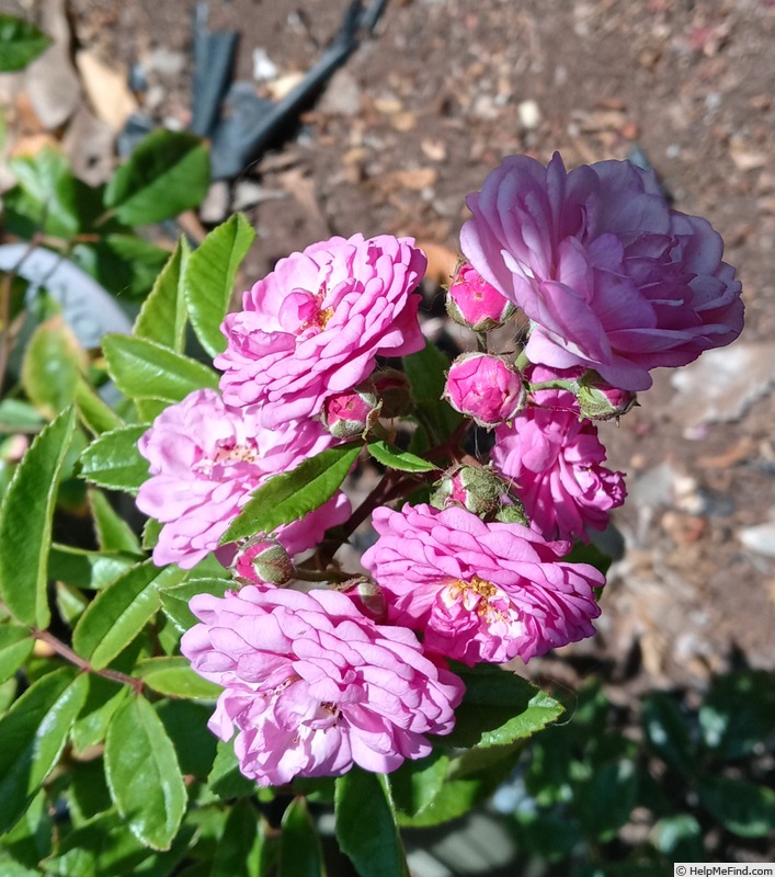 'Excellenz von Schubert (Polyantha Lambert, 1909)' rose photo