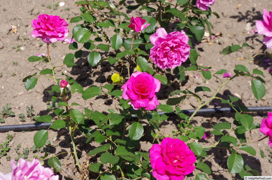 'Princess Alexandra™ (shrub, Olesen/Poulsen, 1988/1998)' rose photo