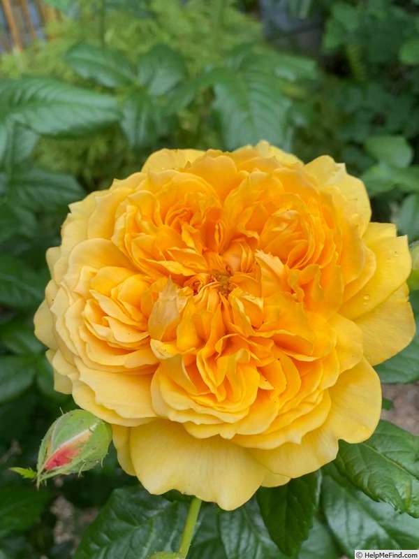 'Leah Tutu' rose photo