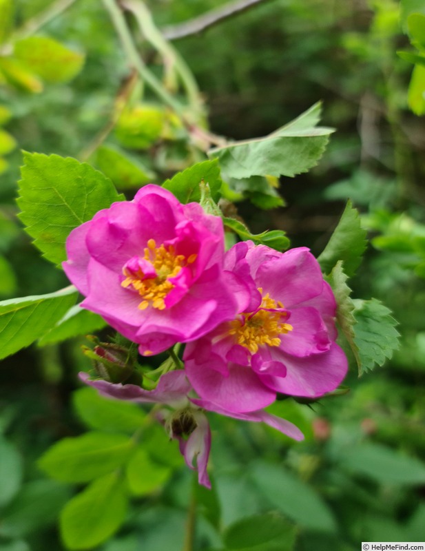 'Theano' rose photo