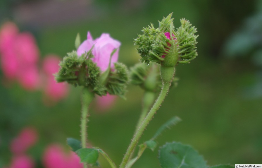 'Chapeau de Napoléon' rose photo