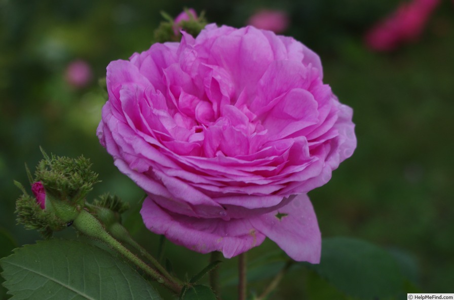 'Chapeau de Napoléon' rose photo