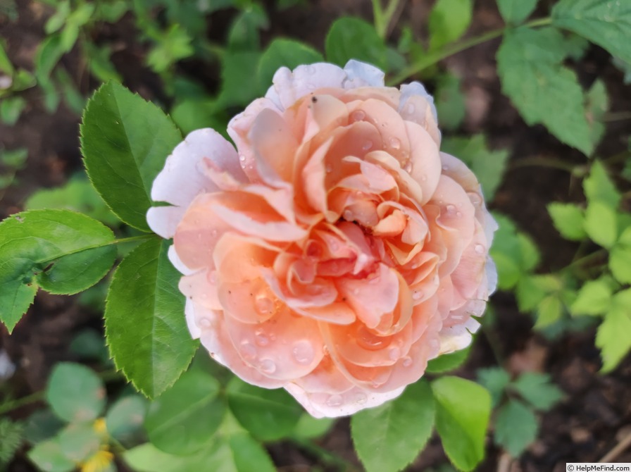 'Vitalrose Golden Baron ®' rose photo