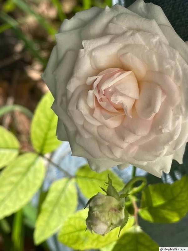 'Clotilde Soupert, Cl.' rose photo