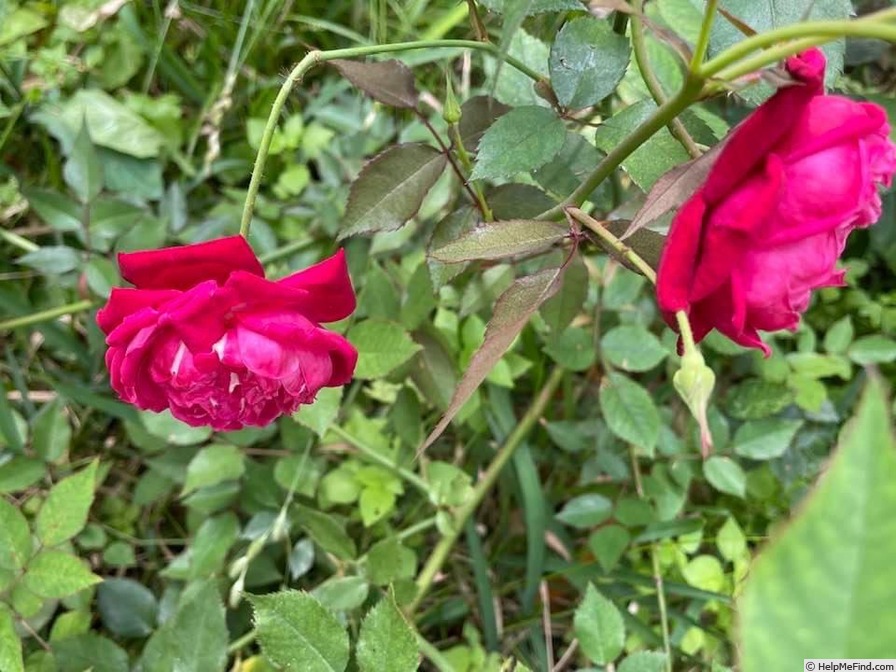 'Florida Rose' rose photo