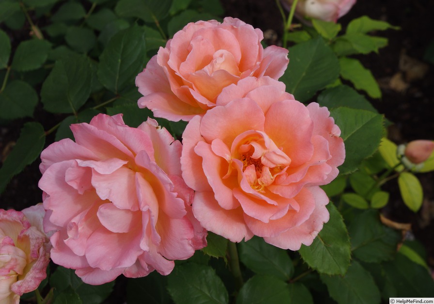 'Mathilde™ (shrub, Olesen/Poulsen, 2014)' rose photo