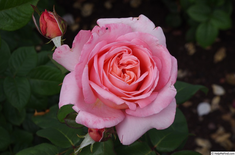 'AM310' rose photo