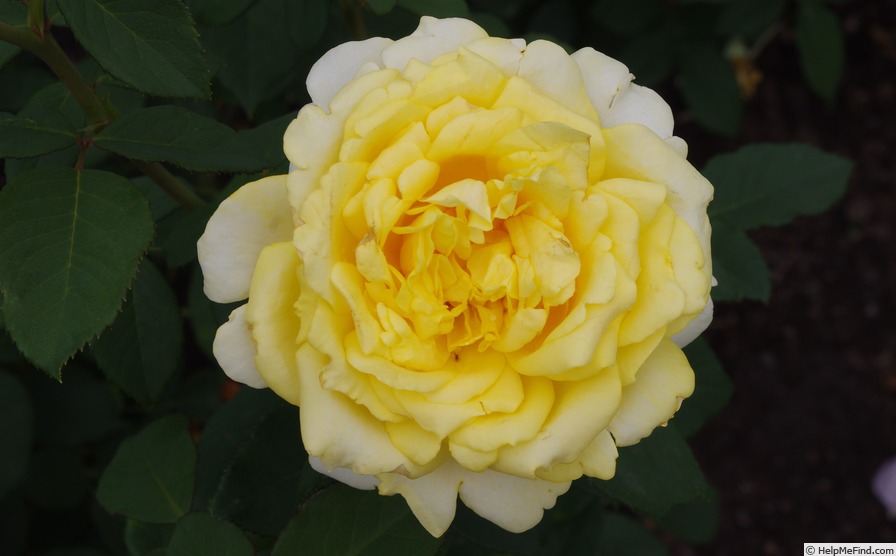 'REUthin' rose photo