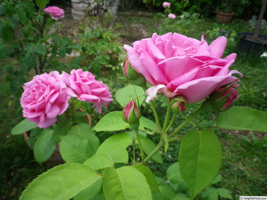 'Stella di Bologna' rose photo