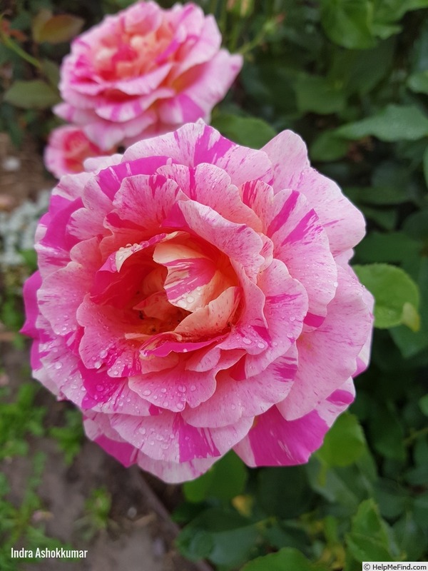 'Claude Monet (shrub, Delbard 2012)' rose photo