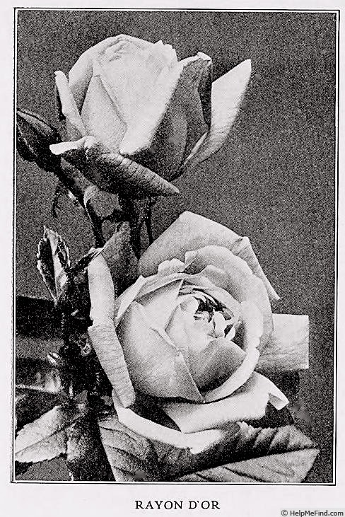 'Rayon d'Or (Pernetiana, Pernet-Ducher, 1909)' rose photo