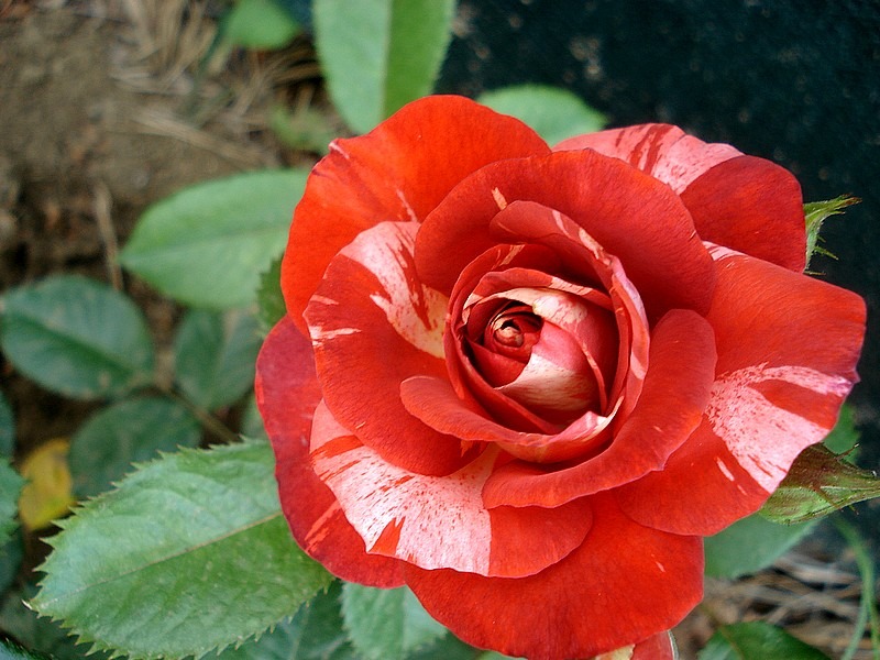 'Poséidon ® (Shrub, Orard, 2015)' rose photo
