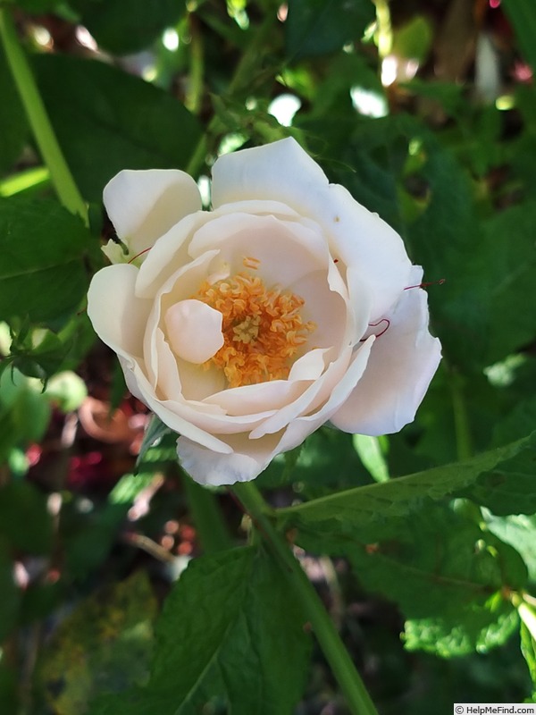 'Roseromantic ® (floribunda, Kordes, 2002/14)' rose photo