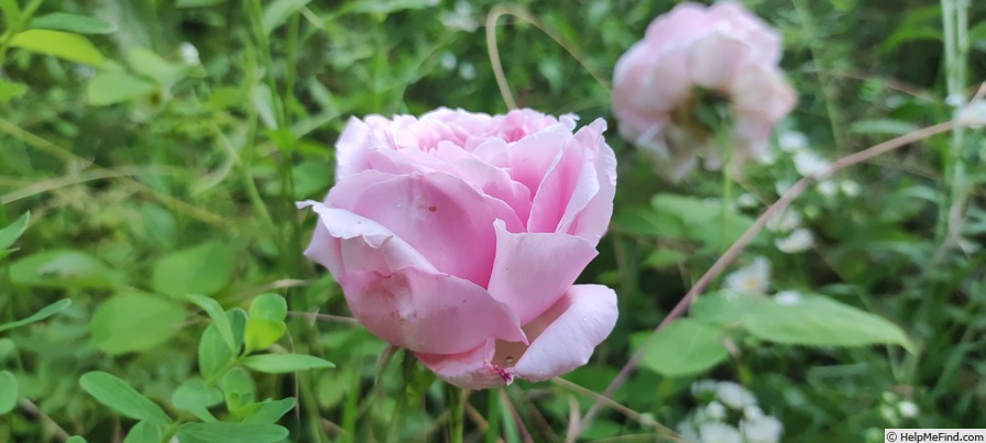 'Dr. Masaryk' rose photo