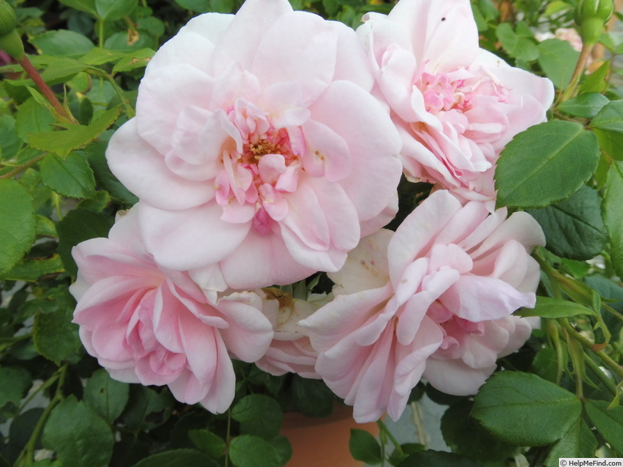 'Pearl Mirato®' rose photo