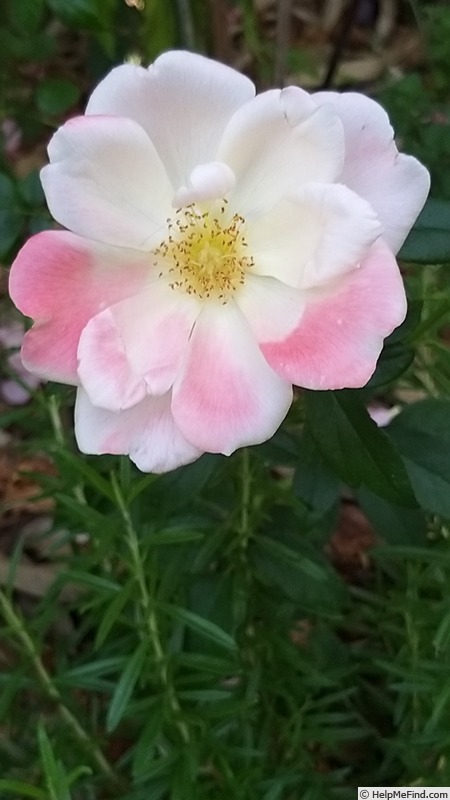 'Roseromantic ® (floribunda, Kordes, 2002/14)' rose photo