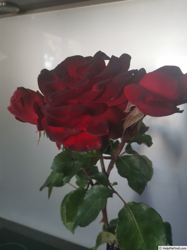 'Black Lace' rose photo