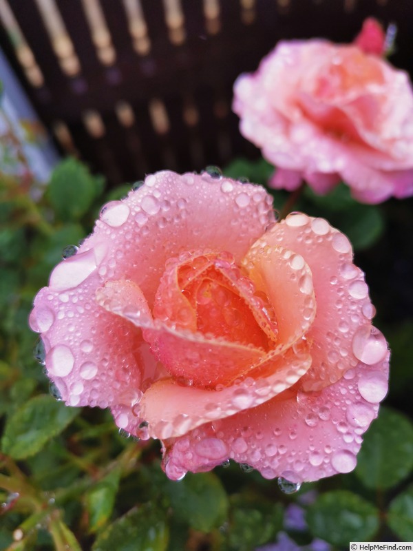 'Sweet Marzipan' rose photo