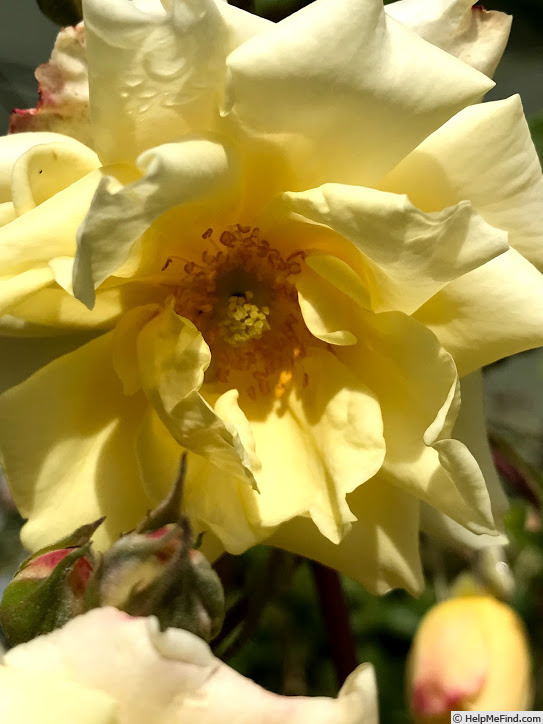 'Yellow Sweetheart, Cl.' rose photo