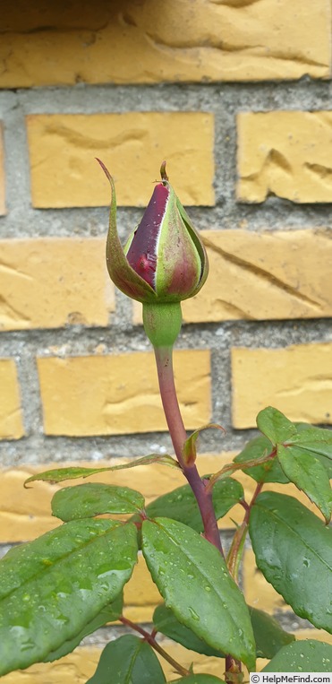 'Papa Meilland ® (Hybrid Tea, Meilland, 1963)' rose photo