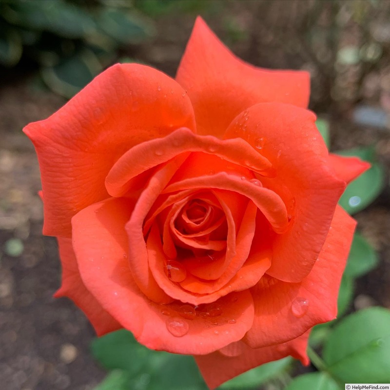 'Sunfire' rose photo