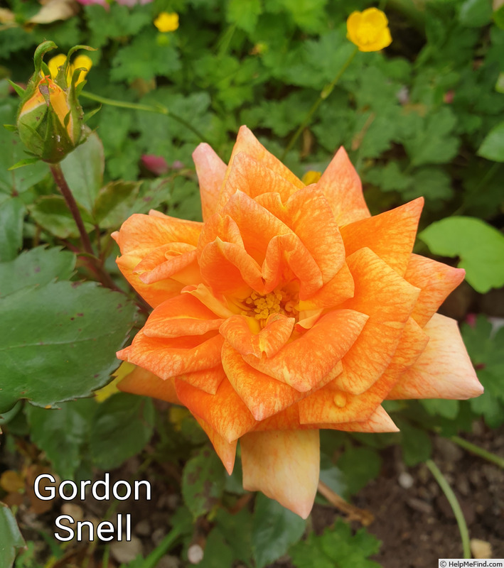 'Gordon Snell' rose photo