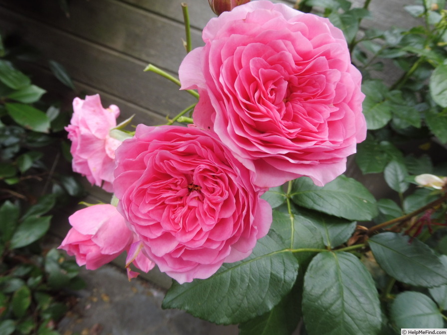 'I Am Grateful™ Plant'n'relax®' rose photo