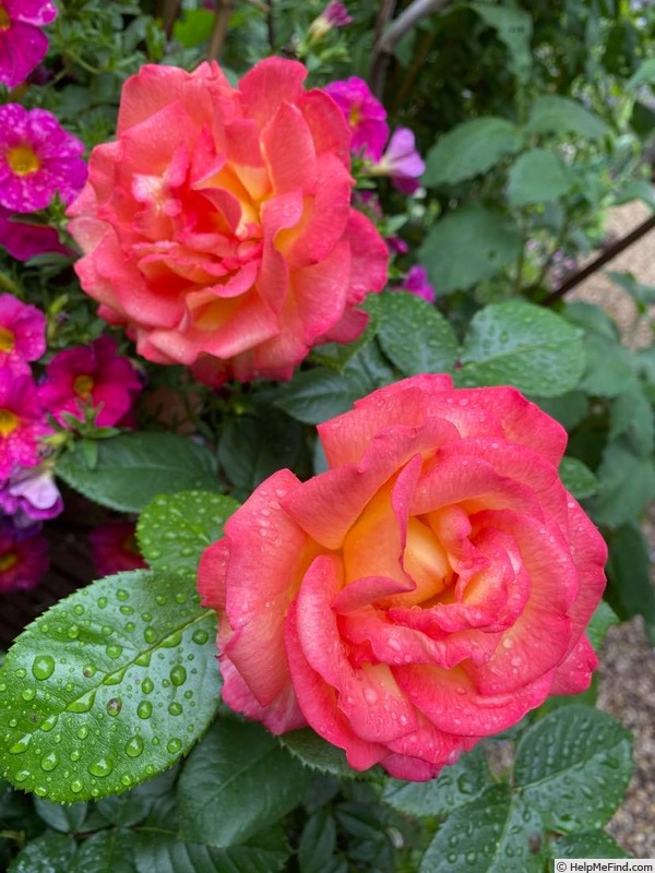 'Sheila's Perfume (Floribunda, Sheridan before 1979)' rose photo