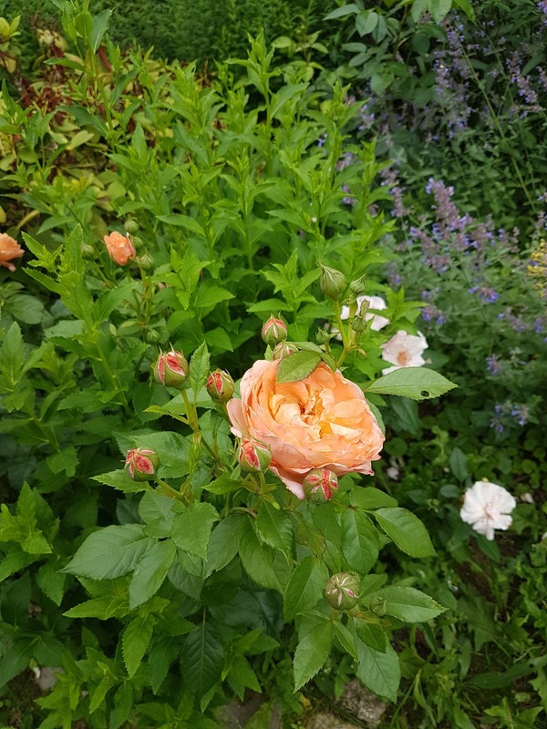 'Marc's Jubilee ®' rose photo
