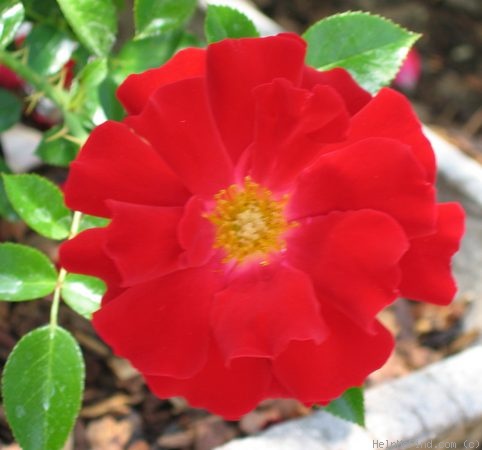 'Red Ribbons ®' rose photo