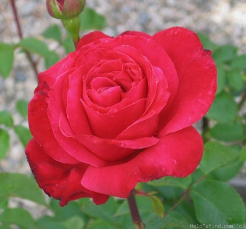'Candy Apple' rose photo