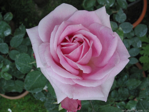 'Dolce Luna ®' rose photo