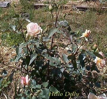 'Hello Dolly' rose photo