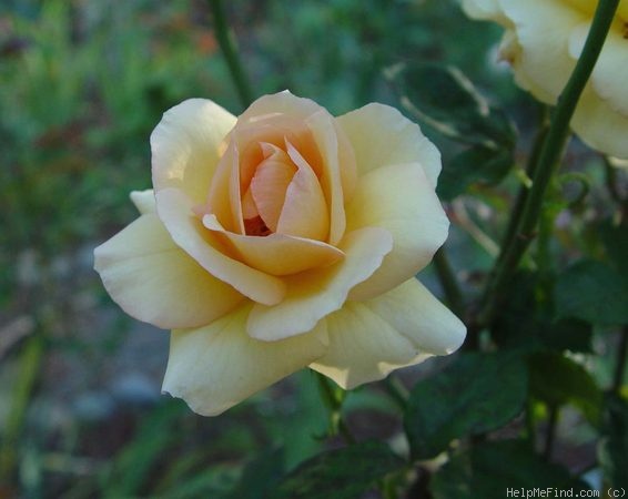 'By Appointment' rose photo