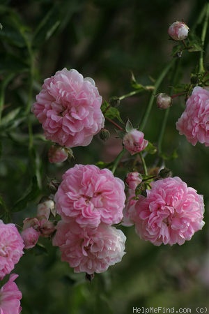 'Lady Godiva' rose photo