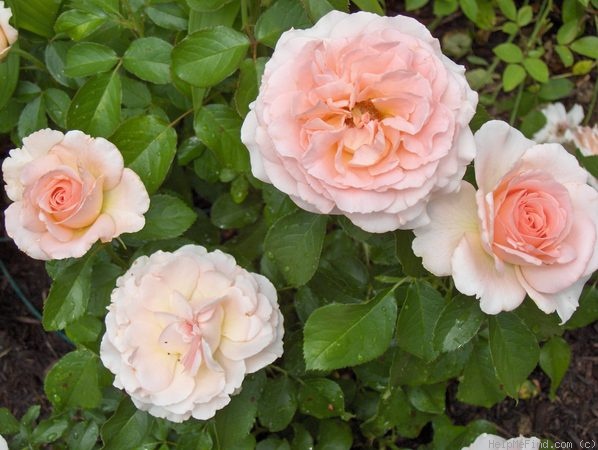 'Royal Wedding ™ (floribunda, Zary, 1998)' rose photo